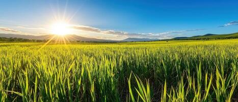 Lush green grassland under bright sun with mountains in background photo