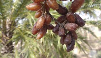 Fresh Dates Hanging on Palm Tree Branch Ready to Harvest photo