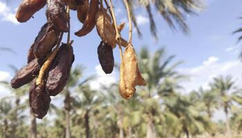 Harvesting Dates on Branch in Date Palm Tree Farm Orchard photo