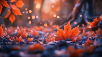 A leaf is on the ground in a forest photo