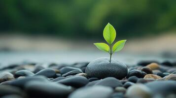 A small green plant is growing on a rock photo