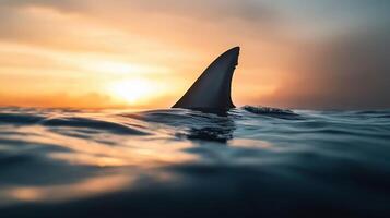 A shark's tail is visible in the water as the sun sets photo