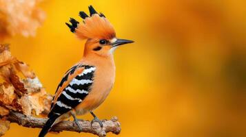 A bird with a long tail feather is perched on a branch photo