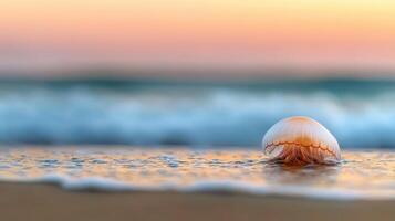A jellyfish is floating on the ocean's surface photo