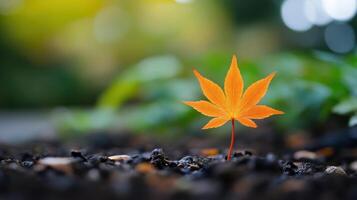 A leaf is on the ground and it is orange photo