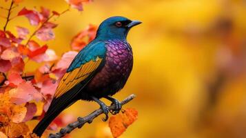 A colorful bird perched on a branch in a tree with orange leaves photo