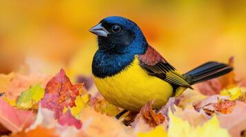 A yellow and blue bird is sitting on a pile of yellow leaves photo