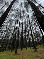 A forest of tall pine trees photo