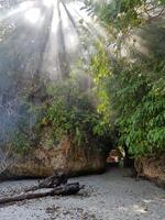 Sunbeams shine through the trees on a beach photo