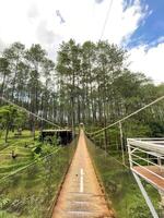 A bridge in the middle of a beautiful and cozy forest photo
