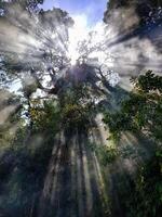 Sunbeams shine through the canopy of a tropical forest photo