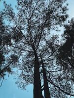 A view of the sky from the top of a tall tree photo