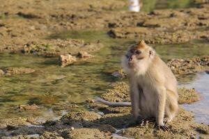Monkey sitting in shallow water on a rocky surface photo