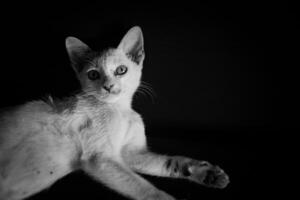 Charming Black and White Portrait of a Curious Cat photo