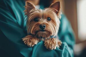 Small dog resting in owners arms with a soft expression indoors during the day photo