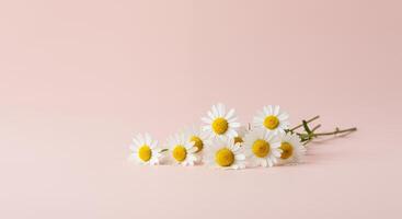 A bunch of white and yellow daisies on a pink background photo
