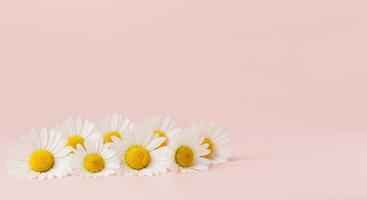 Several white daisies resting on a smooth pastel pink background photo