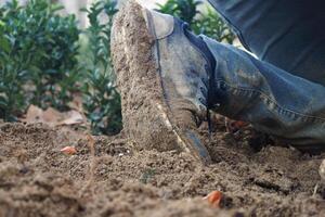 Working in the garden with muddy shoes during the afternoon photo