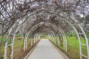Pathway through a vine-covered archway in a public park photo
