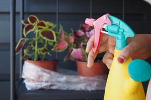 Taking care of indoor plants with a spray bottle in a garden space photo