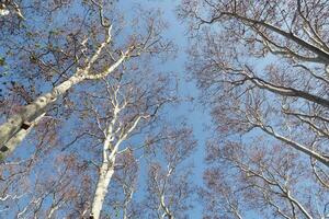 Windy autumn day under bare branches in a serene forest photo