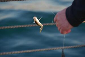 Fisherman reeling in a catch by the seaside at sunset hour photo