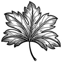 Detailed illustration of a maple leaf in black and white intricate line art with natural curves vector