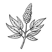 Line art of a branch with clustered berries and detailed leaves vector
