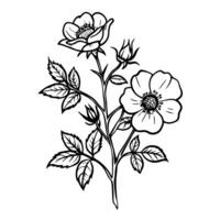Rose outline drawing with detailed petals and leaves floral botanical illustration, black and white ink art vector