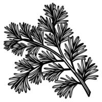 Detailed botanical illustration of pine branch with intricate needle patterns vector