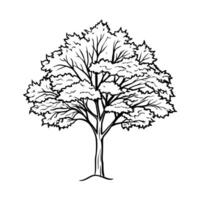 detailed line art of a leafy tree on a white background vector