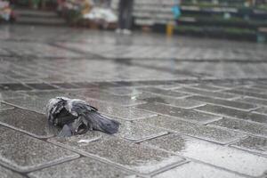dead Pigeon lying on wet pavement in city park during rainy weather photo