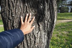Hand touching the rough bark of a tree in a park setting photo