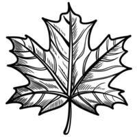 Intricate maple leaf illustration showcasing detailed linework and artistic design vector