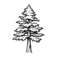 Intricate black and white drawing of a tall pine tree with detailed branches and needles vector