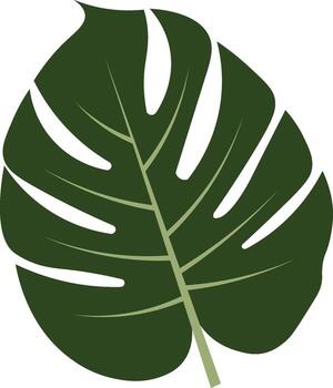 plano monstera hoja vector