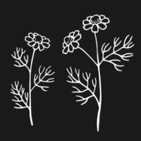 Set of chamomile Hand drawn illustration in outline style vector