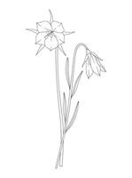 Bouquet of two flowers and leaves. Bunch of blooming perennial wildflowers. Line art, minimal style, contour plants. Botanical hand drawn elements for design projects vector
