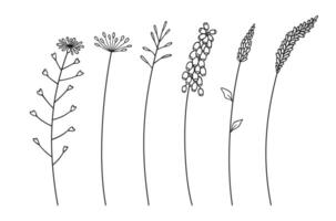 Set of various wildflower cluster inflorescences, black line art style, on a white background. Hand drawn flowers and leaves. Wild plants for design projects vector