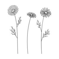 Set of chamomile wildflowers in black line art on white background. Hand-drawn flowers, and leaves. Wild plants and botanical elements for design projects vector