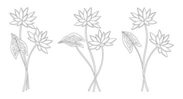 Set of three bouquets of nymphaea flowers. Bunches of blooming water wild plants. Line art, minimal style, contour. Botanical perennial hand-drawn elements for design projects vector