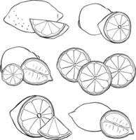 Lemons composition black and white graphic line ink set. illustration isolated on transparent background. for menu and package designs. vector