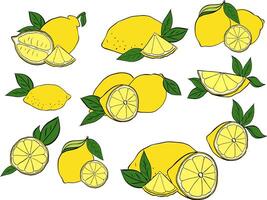 Lemon with leaves composition set. graphic line ink illustration in transparent background. art for food design, recipe, cook book, packages, menu, food ads and decor vector