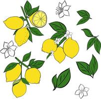 Lemons with leaves branches yellow colored set. graphic line ink illustration. Spring, Summer Background. Summer card with lemon branch for package, kitchen design, fabric and textile. vector