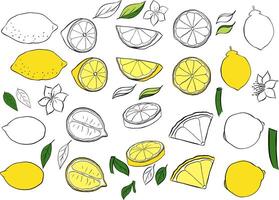 Yellow colored lemons and black and white set. graphic line ink Exotic sour juicy fruit. Citric whole and slices. Isolated fruit set for banners, print for fabric, labels, t-shirt printing. vector