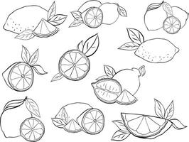 Lemon with leaves black and white composition set. graphic line ink illustration in transparent background. art for food design, recipe, cook book, packages, menu vector