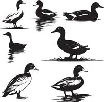 ducks in different poses on a white background vector