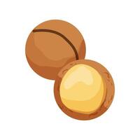 Two nuts are shown on a white background vector