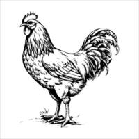 A chicken is standing in a field vector