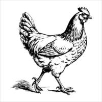 A chicken is walking on a white background vector